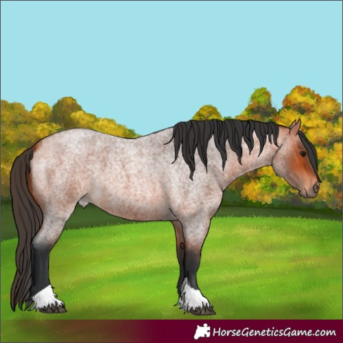 Horse Color:Bay Roan Tobiano 