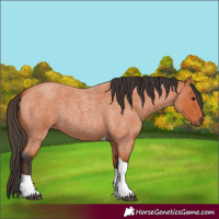 Horse Color:Unknown 
