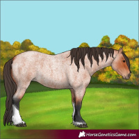 Horse Color:Bay Roan Tobiano 