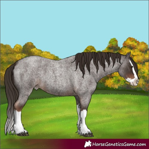 Horse Color:Liver Red Roan Splash 