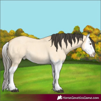 Horse Color:Buckskin Roan Dun Splash 