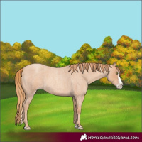 Horse Color:Gold Champagne Roan Splash 