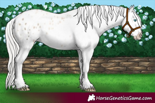Horse Color:Silver Amber Champagne Pearl Dun Tobiano Appaloosa Rabicano and Silver Amber Champagne Pearl Dun Tobiano Appaloosa Rabicano