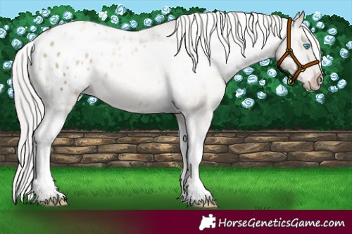 Horse Color:Silver Amber Champagne Pearl Dun Tobiano Appaloosa Rabicano  and Silver Amber Champagne Pearl Dun Tobiano Appaloosa Rabicano 