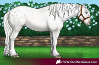 Horse Color:Silver Amber Champagne Pearl Dun Tobiano Appaloosa Rabicano and Silver Amber Champagne Pearl Dun Tobiano Appaloosa Rabicano