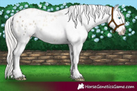 Horse Color:Silver Amber Champagne Pearl Dun Tobiano Appaloosa Rabicano  and Silver Amber Champagne Pearl Dun Tobiano Appaloosa Rabicano 