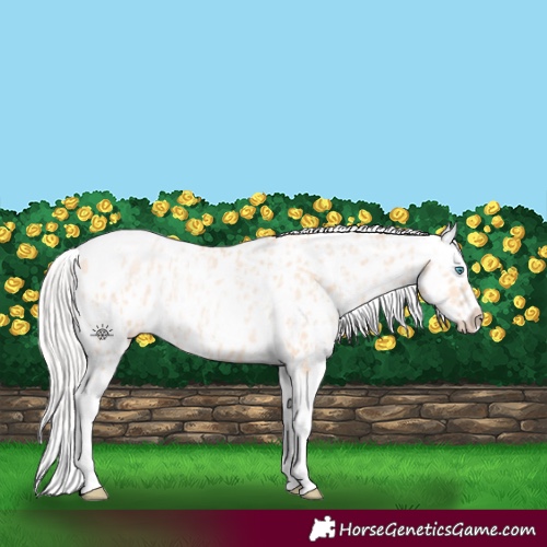 Horse Color:Silver Amber Champagne Pearl Dun Tobiano Appaloosa Rabicano  and Silver Amber Champagne Pearl Dun Tobiano Appaloosa Rabicano 