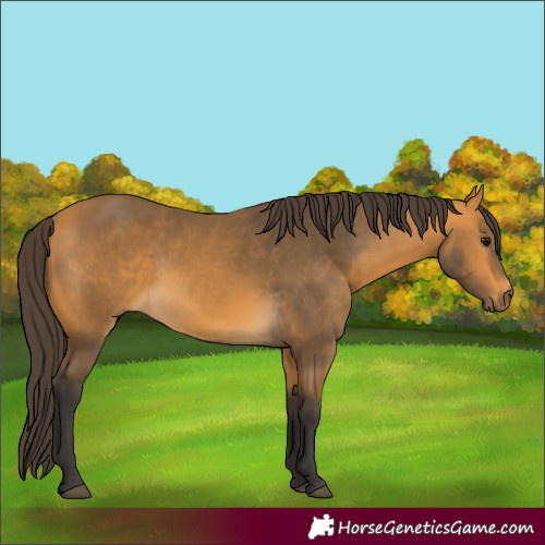 Horse Color:Buckskin 