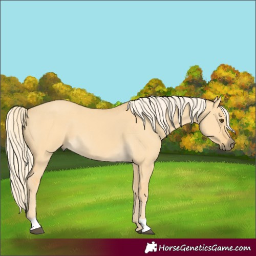 Horse Color:Palomino Dun 