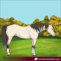 Horse Color:Buckskin Roan Dun Splash 