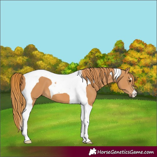 Horse Color:Chestnut Tobiano 