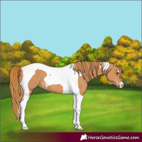 Horse Color:Chestnut Tobiano 