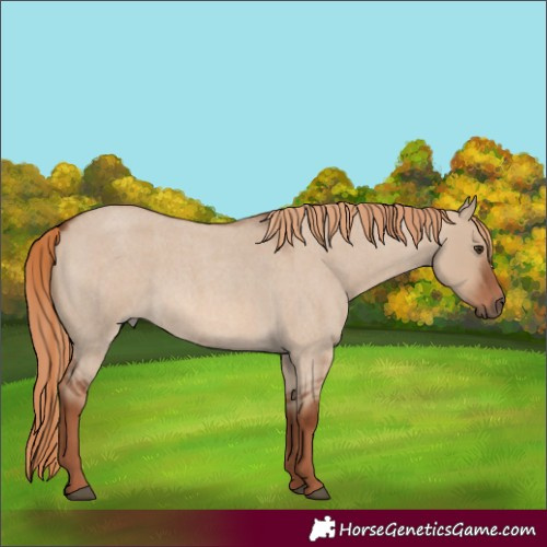 Horse Color:Red Dun Roan 