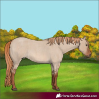 Horse Color:Red Dun Roan