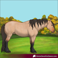 Horse Color:Bay Roan Dun 