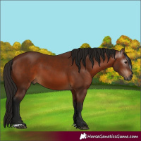 Horse Color:Gray Bay 