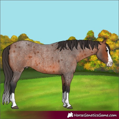 Horse Color:Bay Roan Splash 