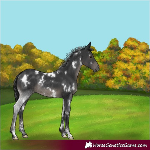 Horse Color:White Spotted Black Sabino Rabicano 