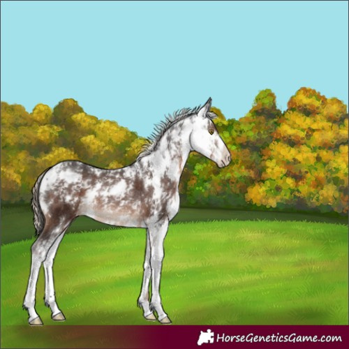 Horse Color:Liver Chestnut Sabino Appaloosa Rabicano 