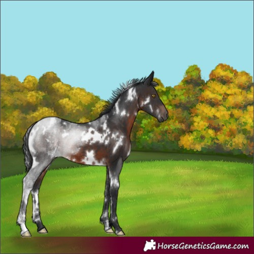Horse Color:White Spotted Brown Sabino 