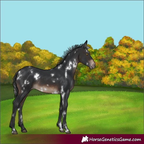 Horse Color:White Spotted Brown Appaloosa 