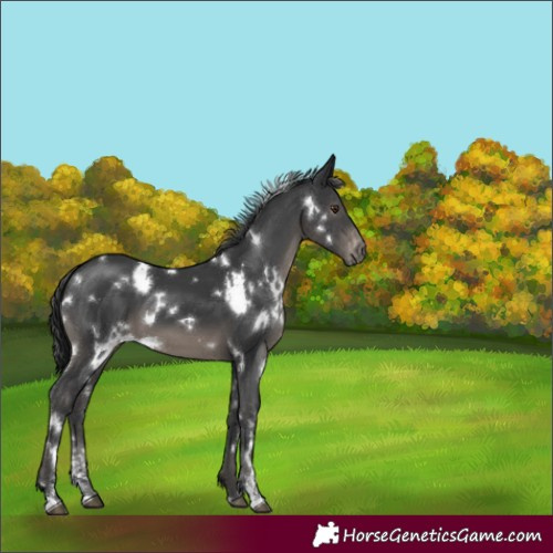 Horse Color:White Spotted Black Sabino Appaloosa 