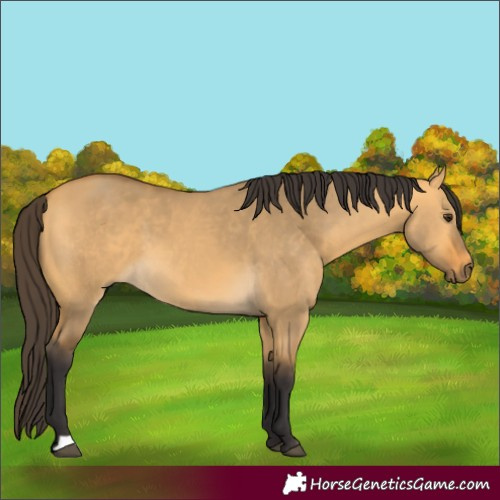 Horse Color:Buckskin Dun 