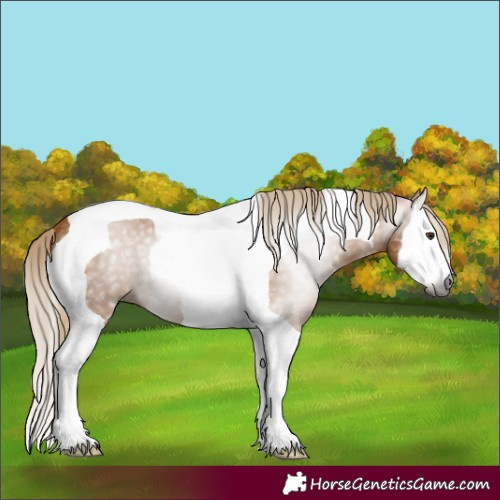 Horse Color:Gray Chestnut Splash Tobiano 