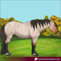 Horse Color:Bay Roan Dun