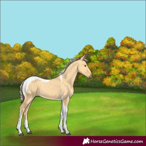 Horse Color:Palomino Dun Tobiano 