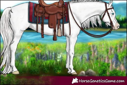 Horse Color:Silver Amber Champagne Pearl Dun Tobiano Appaloosa Rabicano  and Silver Amber Champagne Pearl Dun Tobiano Appaloosa Rabicano 