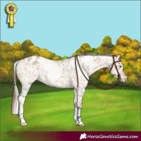 Horse Color:Silver Amber Champagne Pearl Dun Mushroom Tobiano Blanket Rabicano  and Bay Dun Mushroom Tobiano Blanket Rabicano 