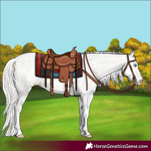 Horse Color:Silver Amber Champagne Pearl Dun Tobiano Appaloosa Rabicano  and Silver Amber Champagne Pearl Dun Tobiano Appaloosa Rabicano 