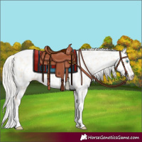 Horse Color:Silver Amber Champagne Pearl Dun Tobiano Appaloosa Rabicano  and Silver Amber Champagne Pearl Dun Tobiano Appaloosa Rabicano 