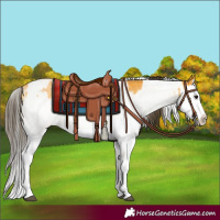 Horse Color:White Spotted Buckskin Splash and White Spotted Buckskin Splash