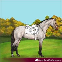 Horse Color:Bay Roan Dun 