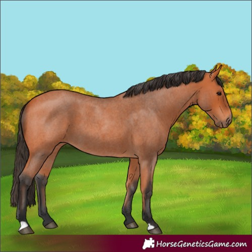 Horse Color:Bay Roan 