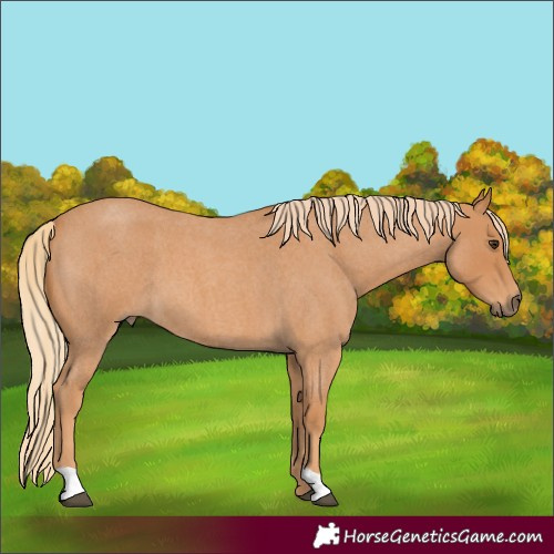 Horse Color:Red Roan 