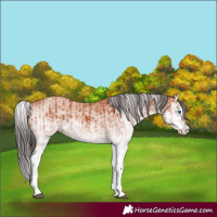 Horse Color:White Spotted Bay Splash  and White Spotted Bay Splash 