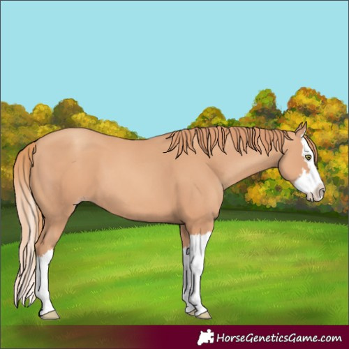 Horse Color:Gold Champagne Splash