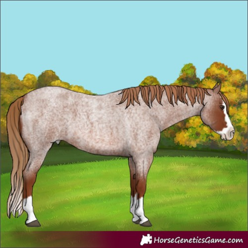 Horse Color:Red Roan Splash 
