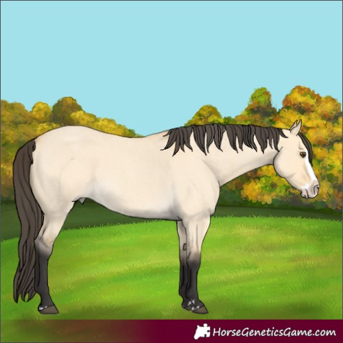Horse Color:Buckskin Roan Dun Splash 