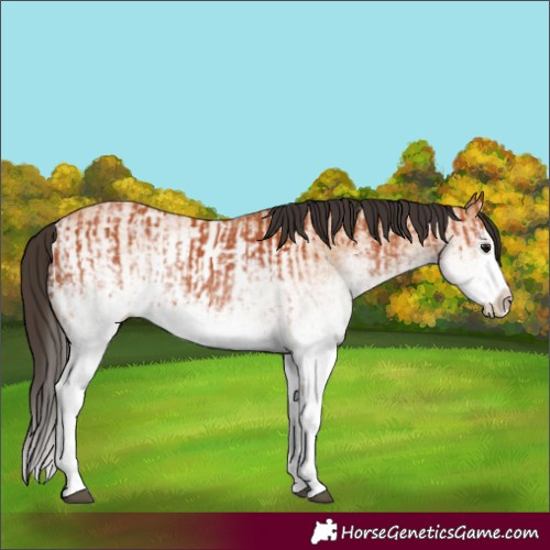 Horse Color:White Spotted Bay Splash  and White Spotted Bay Dun Splash 
