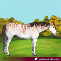Horse Color:White Spotted Bay Splash  and White Spotted Bay Dun Splash 