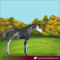 Horse Color:Black Sabino