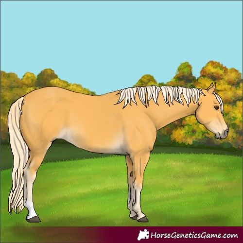 Horse Color:Palomino 