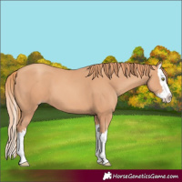 Horse Color:Gold Champagne Splash 