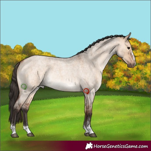 Horse Color:Bay Roan Dun Rabicano 