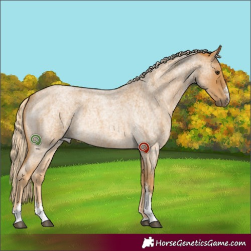 Horse Color:Palomino Roan Sabino Rabicano 
