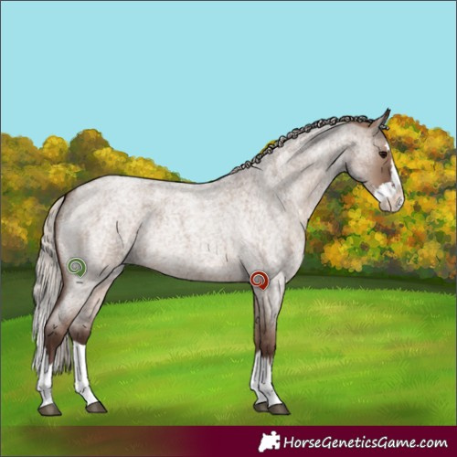 Horse Color:Silver Grullo Roan Splash Rabicano 